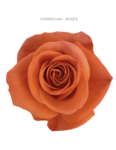 Carnelian red rose 50 / 75 / 100 stems