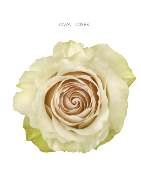 Cava crem rose 50 / 75 / 100 stems