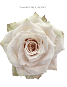 Champagner Light Pink rose 50 / 100 stems