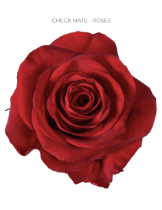 Checkmate Red Rose — Deep Red Roses | Wholesale & Bulk (50 / 75 / 100 Stems)