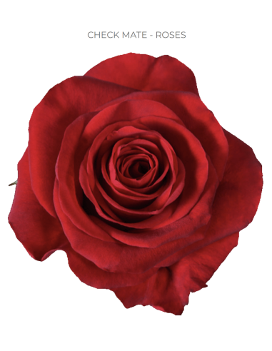 Checkmate Red Rose — Deep Red Roses | Wholesale & Bulk (50 / 75 / 100 Stems)