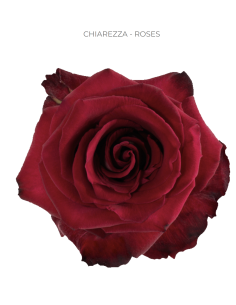 Chiarezza hot pink rose 50 / 75 / 100 stems