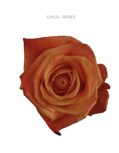 Chilis orange rose 50 / 75 / 100 stems