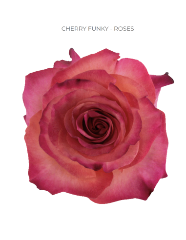 Cherry Funky hot pink rose 50 / 75 / 100 stems