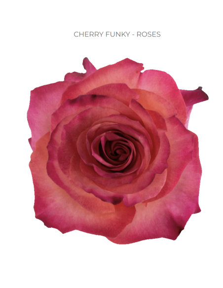 Cherry Funky hot pink rose 50 / 75 / 100 stems