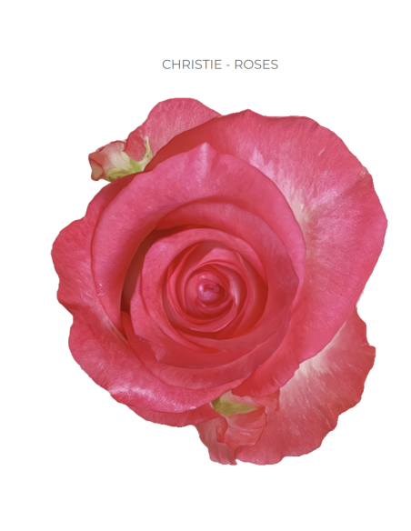 Christie bi color rose 50 / 75 / 100 stems