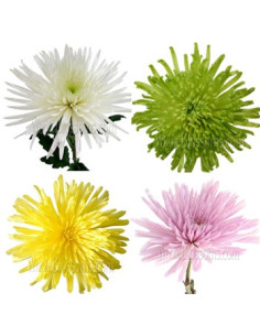 Spiders / Anastasia By the Box 9 Bunches