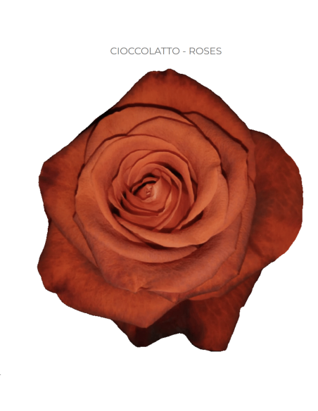 Cioccolatto orange rose 50 / 75 / 100 stems