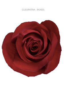 cleopatra-red-rose-50-75-100-stems