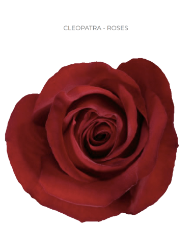 cleopatra-red-rose-50-75-100-stems