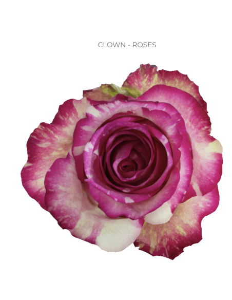 Clown bi color rose 50 / 75 / 100 stems