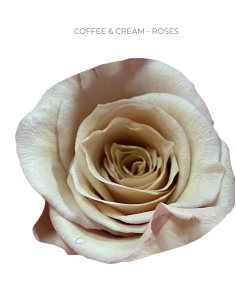 Coffee and Cream rose 50 / 100 stems