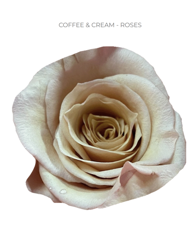 Coffee and Cream rose 50 / 100 stems