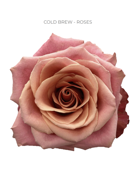 Cold Brew bi color rose 50 / 75 / 100 stems