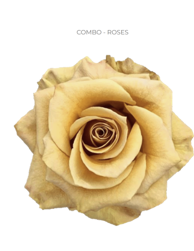 Combo gold / brown rose 50 / 75 / 100 stems 40CM ONLY