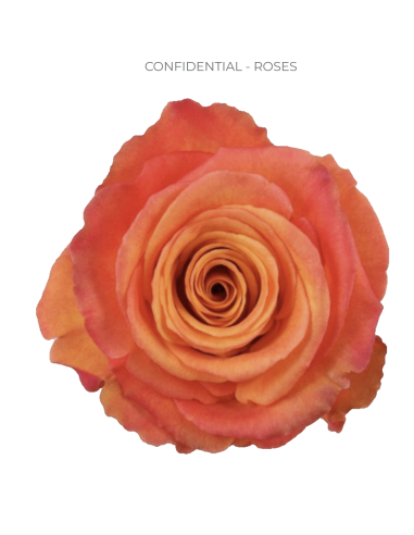 Confidential orange rose 50 / 75 / 100 stems 40CM ONLY for wholesale by Florasource