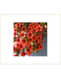 Waxflower FALL PACK Yellow and Orange Tinted by the Box 14 Bunches 2