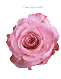 Conquista pink rose 50 / 75 / 100 stems
