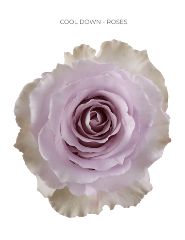 Cool down lavender rose 50 / 75 / 100 stems