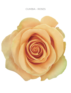 Cumbia peach rose 50 / 75 / 100 stems