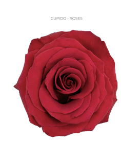 Cleopatra Red Rose — Deep Red Roses | Wholesale & Bulk