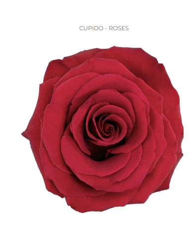 Cleopatra Red Rose — Deep Red Roses | Wholesale & Bulk