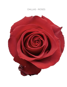 Dallas red rose 50 / 75 / 100 stems