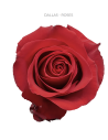 Dallas red rose 50 / 75 / 100 stems