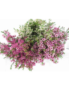 Waxflower Assorted by the Box 14 Bunches