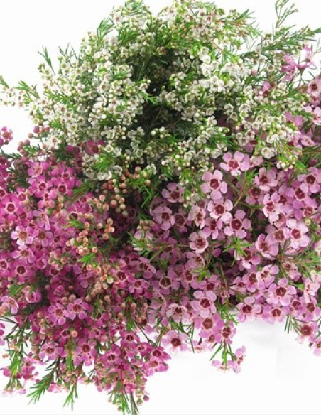 Waxflower Assorted by the Box 14 Bunches