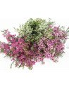Waxflower Assorted by the Box 14 Bunches