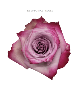 Deep silver purple bi color rose 50 / 75 / 100 stems