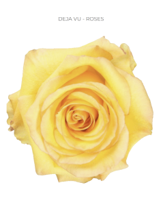 Deja vu yellow rose 50 / 75 / 100 stems