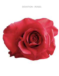 Devotion red rose 50 / 75 / 100 stems