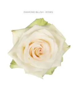 Diamond blush cream rose 50 / 75 / 100 stems