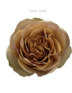 Dijon gold / brown rose 50 or 100 stems