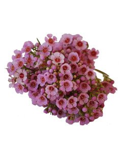 Waxflower Pink by the Box 14 Bunches
