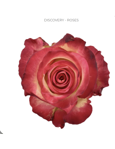 Discovery bi color rose 50 / 75 / 100 stems