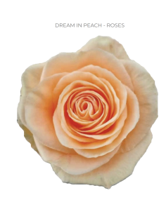 Dream in peach rose 50 / 75 / 100 stems