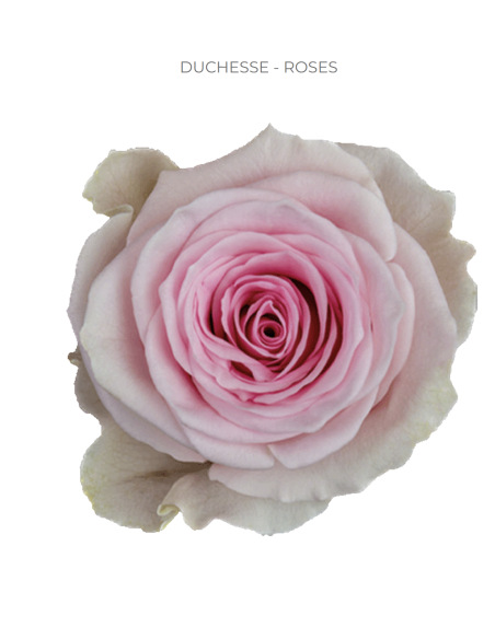 Duchess light pink rose 50 / 75 / 100 stems