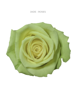 Jade Green Roses 50 / 100 / 200 stems