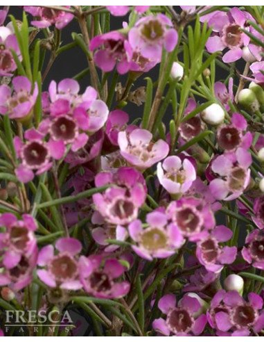 Waxflower Purple by the Box 14 Bunches