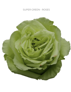 Super Green Roses | Bulk Wholesale Green Roses