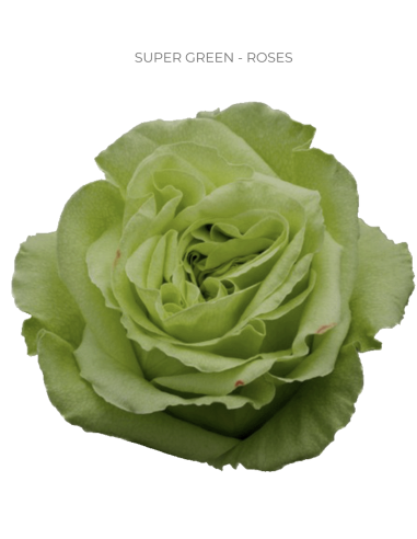 Super Green Roses 50 / 75 / 100 / 200 stems for wholesale by Florasource