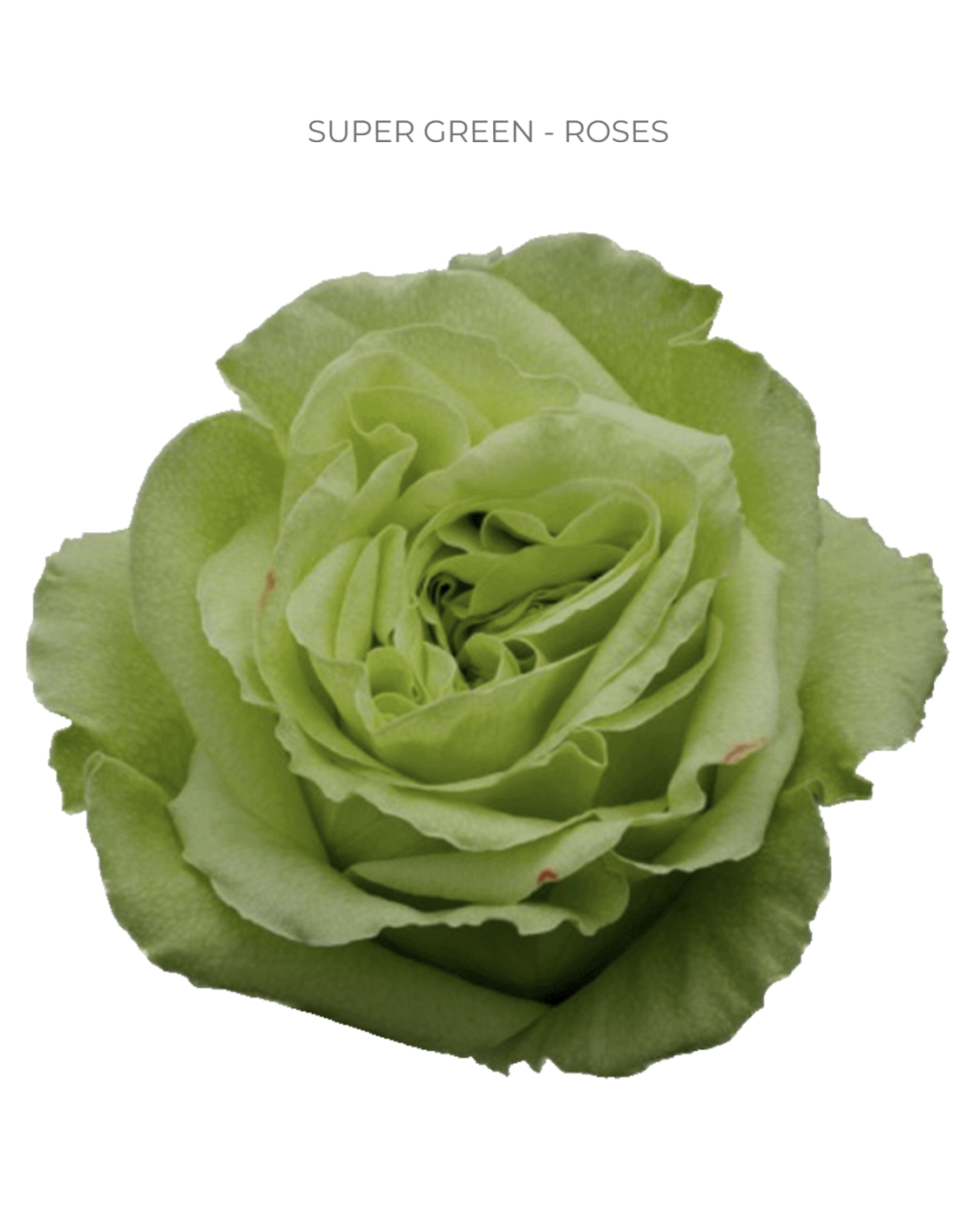 Super Premium Roses Super Green Roses | Bulk Wholesale Green Roses rose Q 100 stems
