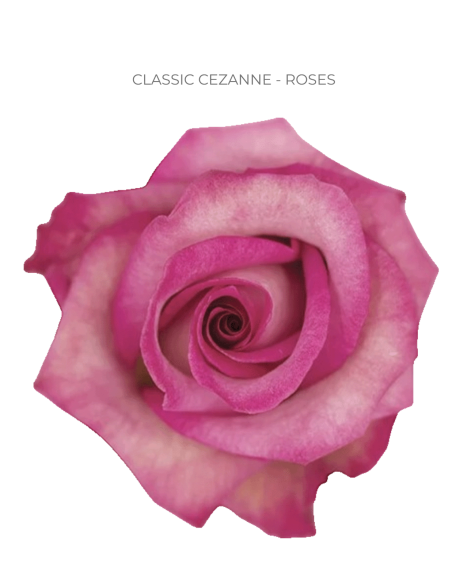 Classic Cezanne Roses 50 / 100 / 200 stems