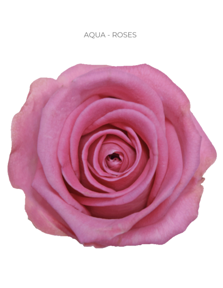 Aqua Pink Roses 50 / 75 / 100 / 200 stems