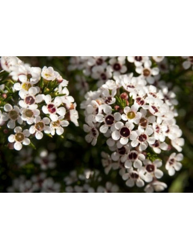 Waxflower White by the Box 14 Bunches