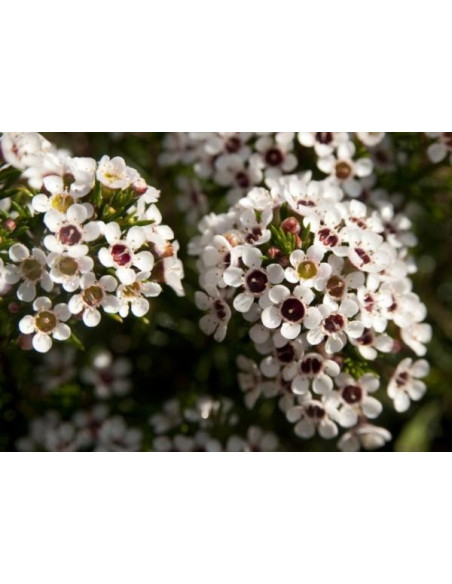 Waxflower White by the Box 14 Bunches