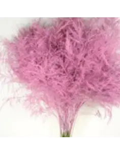 Color Fresh Tree Fern Glinda Pink 100  stems